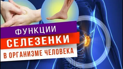 Какой роль играет селезенка в организме человека