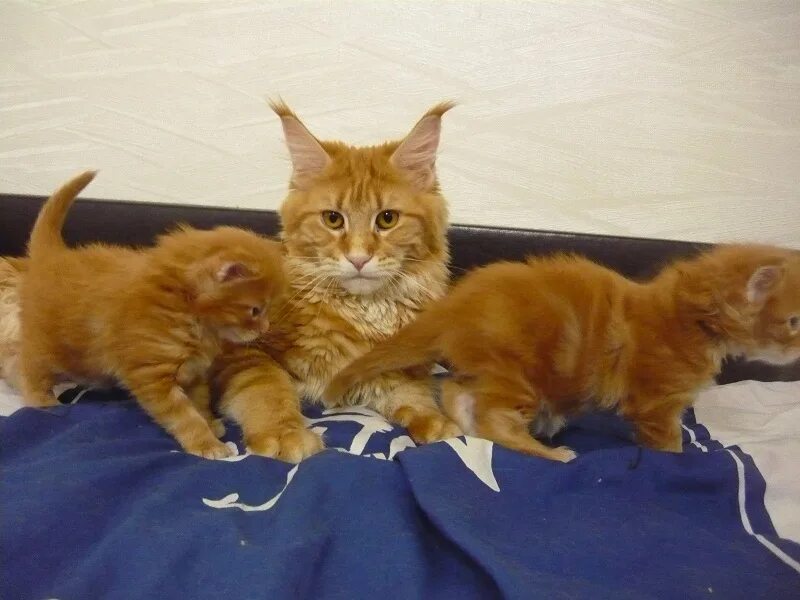 Вероятность рождения рыжей кошки. Мейн кун котенок. Рыжий кот Мейн кун. Мейн кун рыжий. Рыжая кошка Мейн кун.
