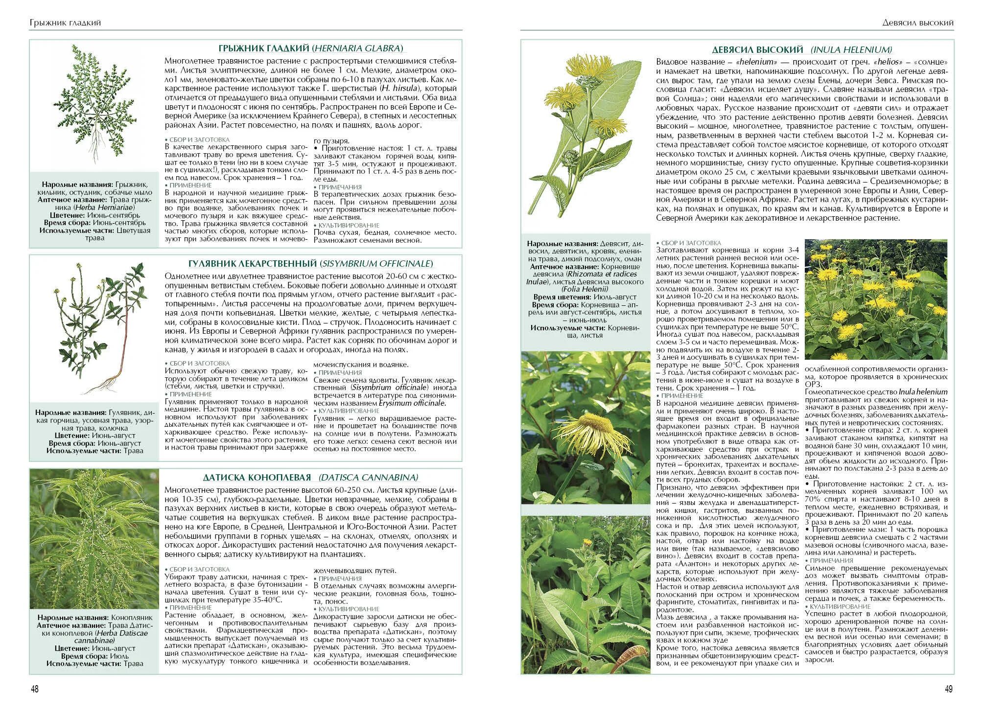 почвопокровные грыжник. грыжник гладкий (herniaria glabra). трава грыжник лечебные свойства. грыжник бессера. трава грыжник лечебные свойства.