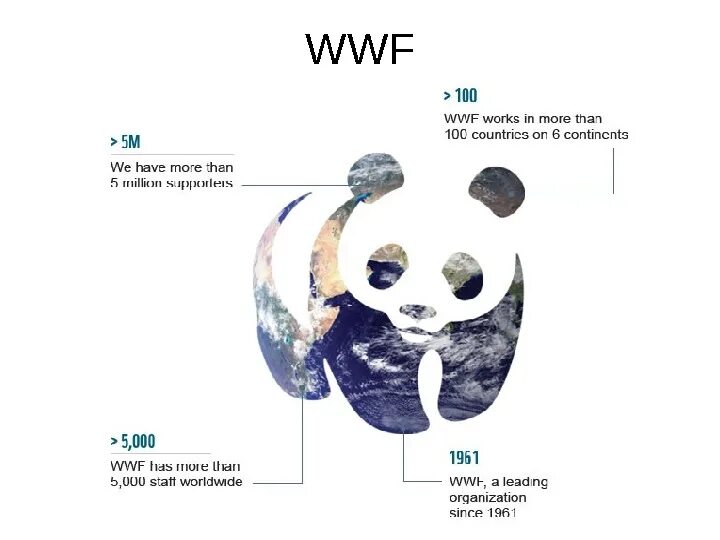 The world wildlife fund is an organization. WWF. Всемирный фонд дикой природы интересные факты. WWF интересные факты. WWF на маркировке.