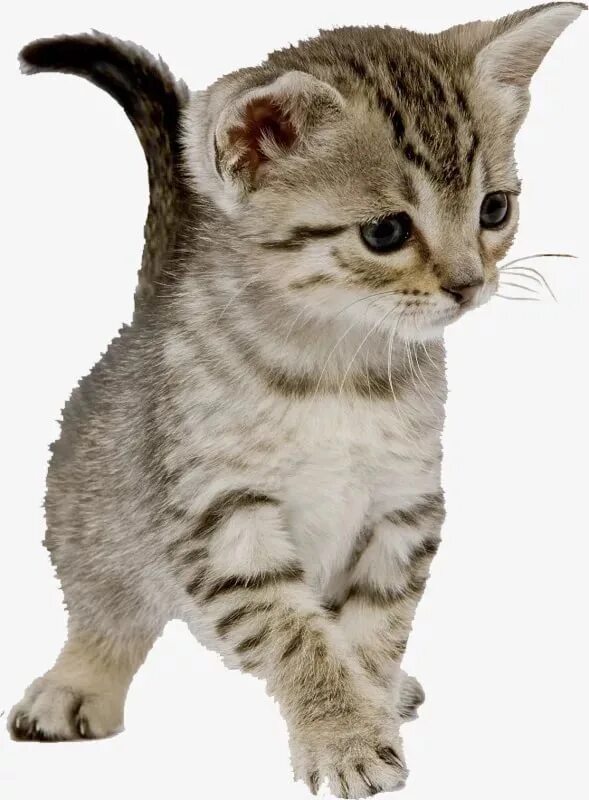 Кот png на прозрачном. Кошка на прозрачном фоне. котенок на прозрачном фоне. кот вырезать. котята на прозрачном фоне для фотошопа.