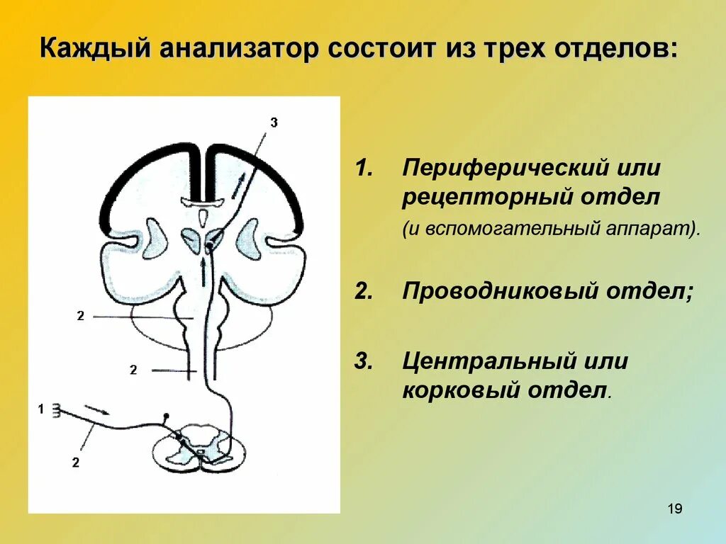 Из каких частей состоит анализатор 8 класс