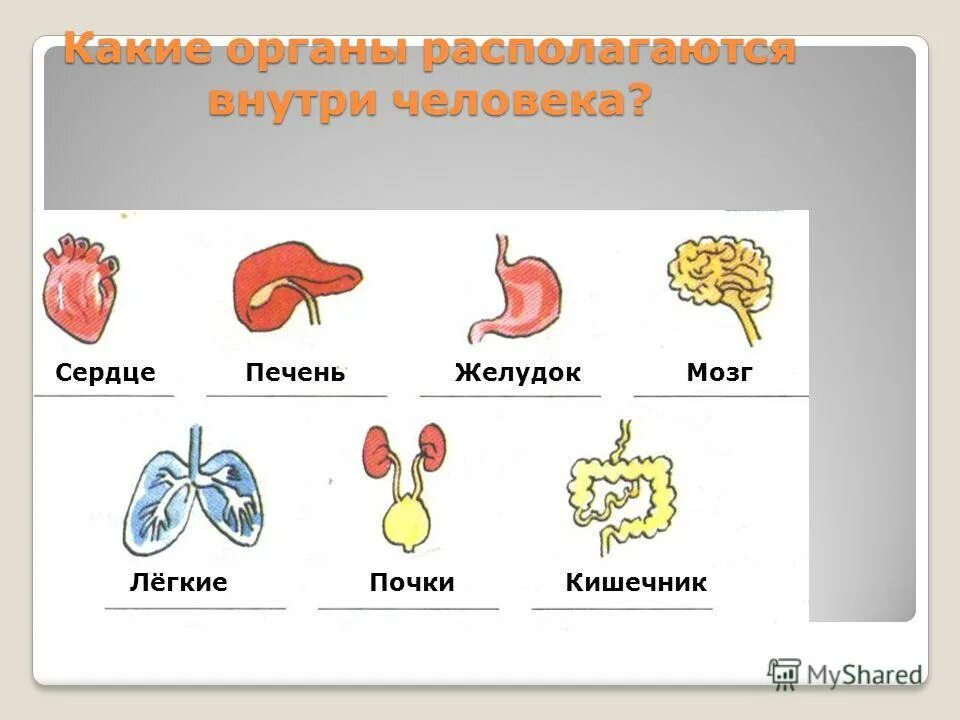 органы человека 3 класс окружающий мир. организм человека 4 класс окружающий мир. организм человека тест 3 класс окружающий. органы человека 3 класс. строение тела человека проверочная работа.
