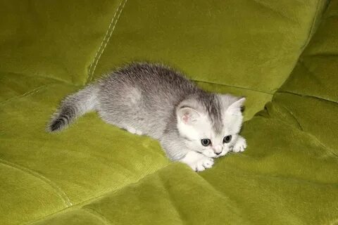 Котята суровикино