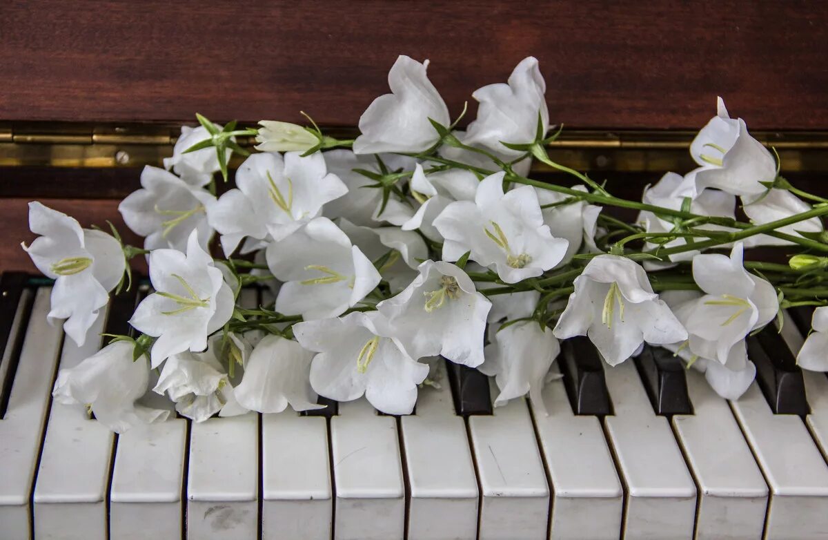 Белые цветы музыка. Букет цветов на пианино. Рояль с цветами. Цветы на рояле. Белый рояль с цветами.
