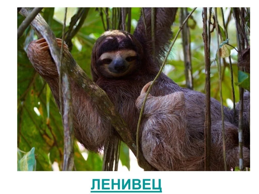 Самое медленное млекопитающее