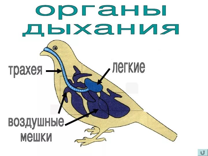 Органы птиц 7 класс. Строение птицы. Внутренне строение птиц. Строение птицы 7 класс. Класс птицы внутреннее строение.