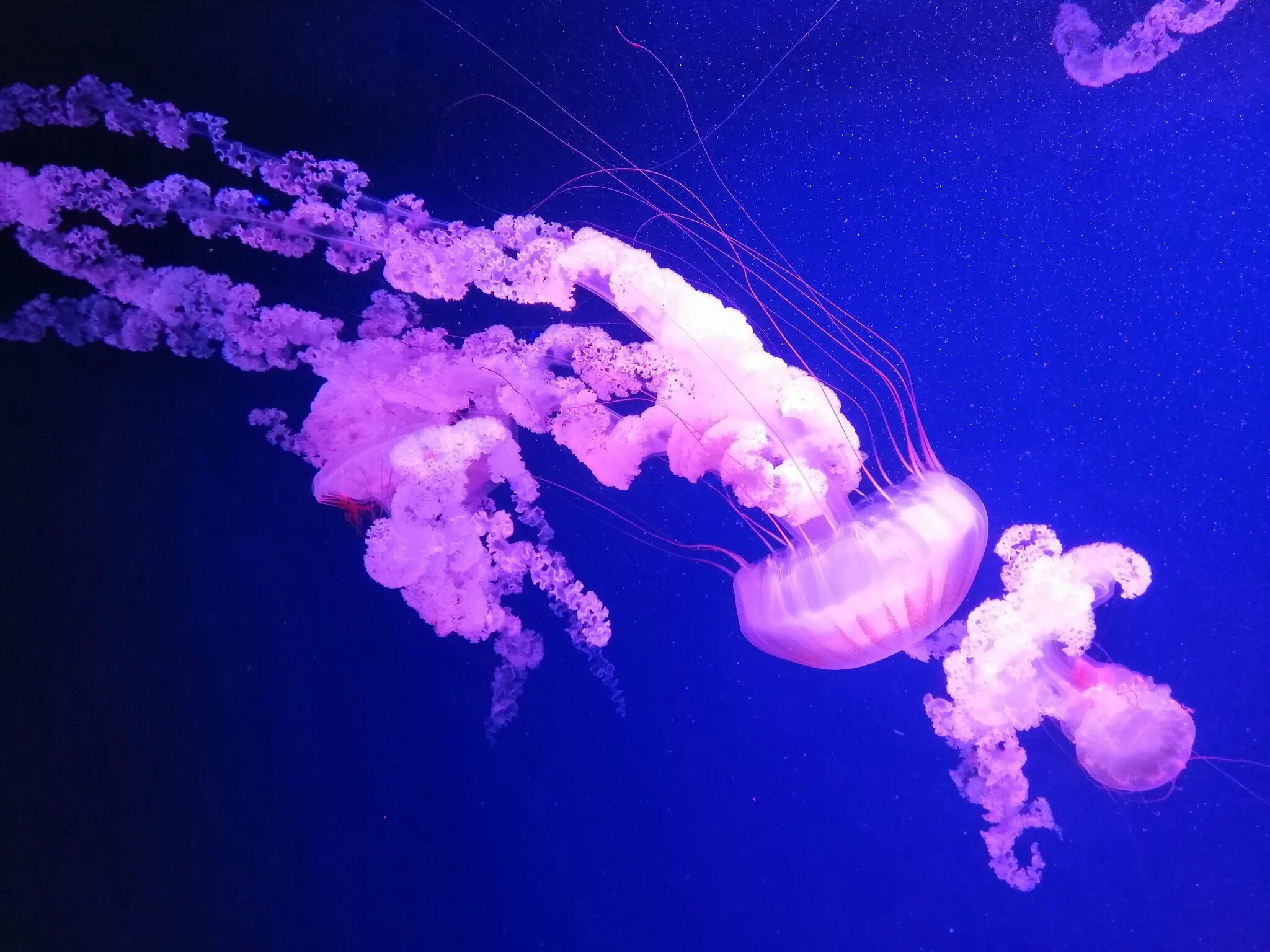 Номура. Медуза цианея. Арктическая медуза цианея. Медуза Номура. Каскад медузы.