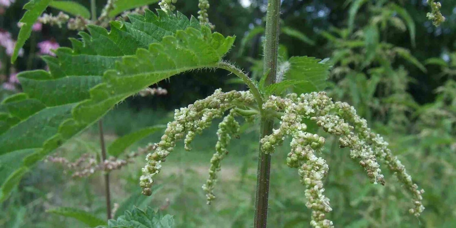 Крапива (Urtica dioica). Соцветие крапивы двудомной. Крапива двудомная плод. Крапива двудомная женские соцветия. Плод крапивы