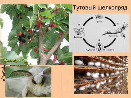 Тип членистоногие вид тутовый шелкопряд
