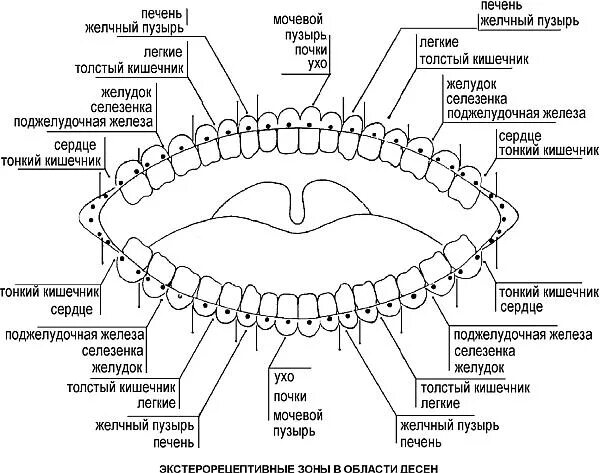 Связь зубов с органами. Схема зубов и психосоматика. Какой зуб отвечает за какой орган. За что отвечают зубы. Зубы и органы взаимосвязь.