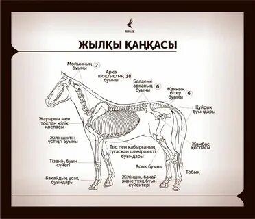 Жиырылу оргазмы жақыннан