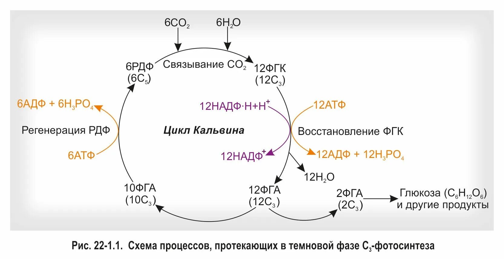 Темновая реакция. C3-путь фотосинтеза (цикл Кальвина).. Цикл Кальвина с4. Темновая фаза цикл Кальвина. Цикл Кальвина биология 10 класс.