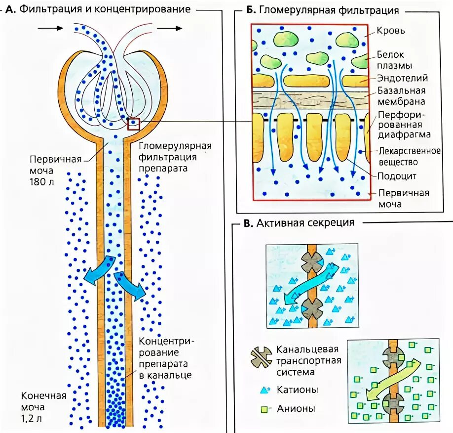 Фильтрация белка в почках в норме. Механизм клубочковой фильтрации схема. Процесс фильтрации в почке происходит. Фильтрация в почках схема. В почках фильтруется моча кровь лимфа