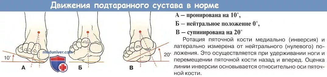 Угол голеностопного сустава. Супинация и пронация голеностопного сустава. Голеностопный сустав оси вращения. Объем движений в голеностопном суставе. Голеностопный сустав движение в суставе.