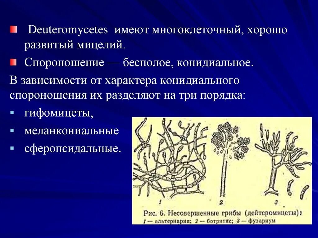 Конидиальное спороношение характерно для. Многоклеточный мицелий. Типы конидиального спороношения. Формы конидиального спороношения.. Спороношение это