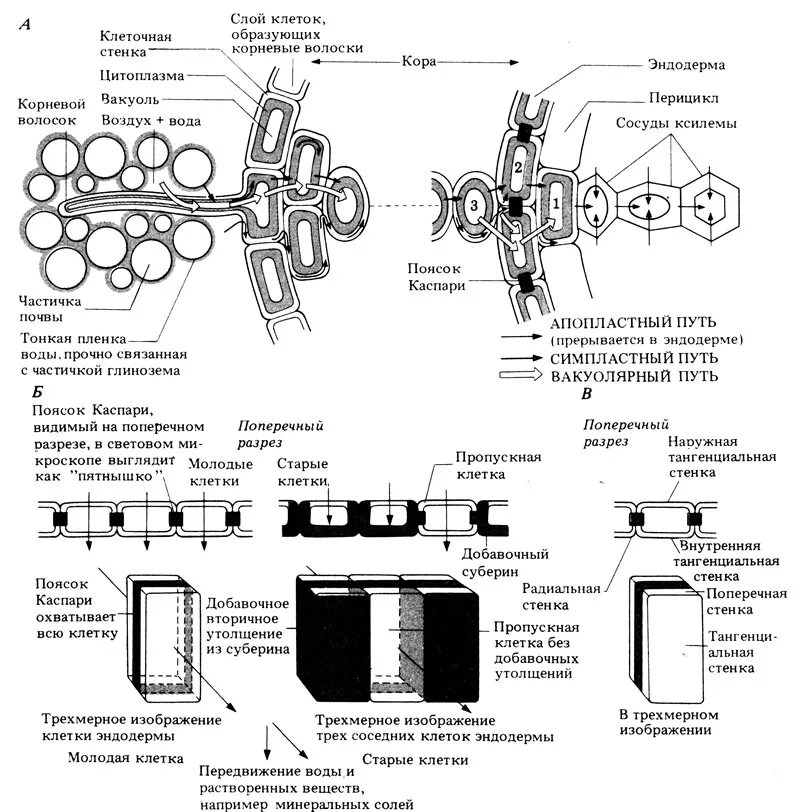 Передвижение воды в корне. Радиальные и тангенциальные стенки клетки. Радиальный транспорт воды в корне. Лабораторная работа поглощение воды корнем. Движение по апопласту и симпласту.