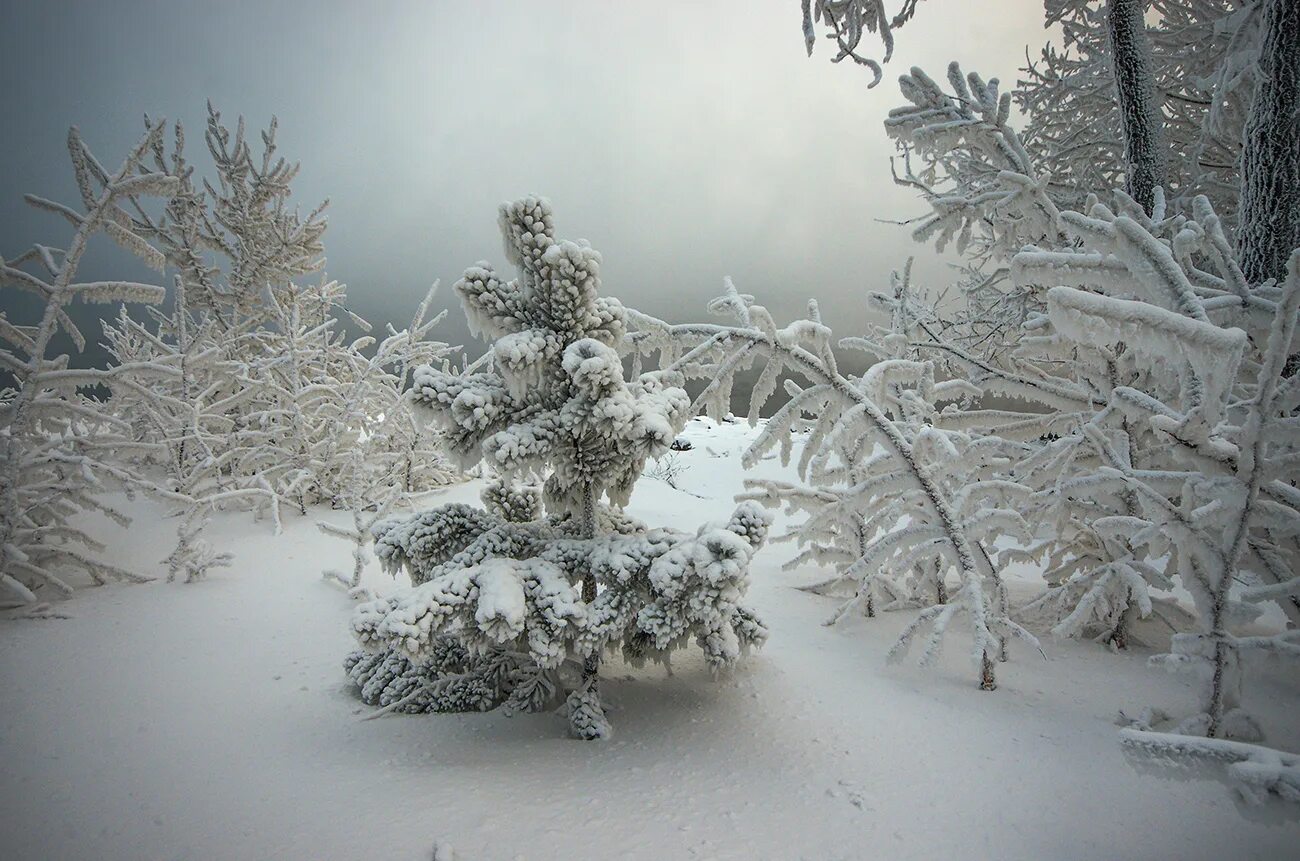 Зима Мороз. Мороз трескучий. Морозы в Сибири. Мороз картинки. Природная зона продолжительная морозная зима