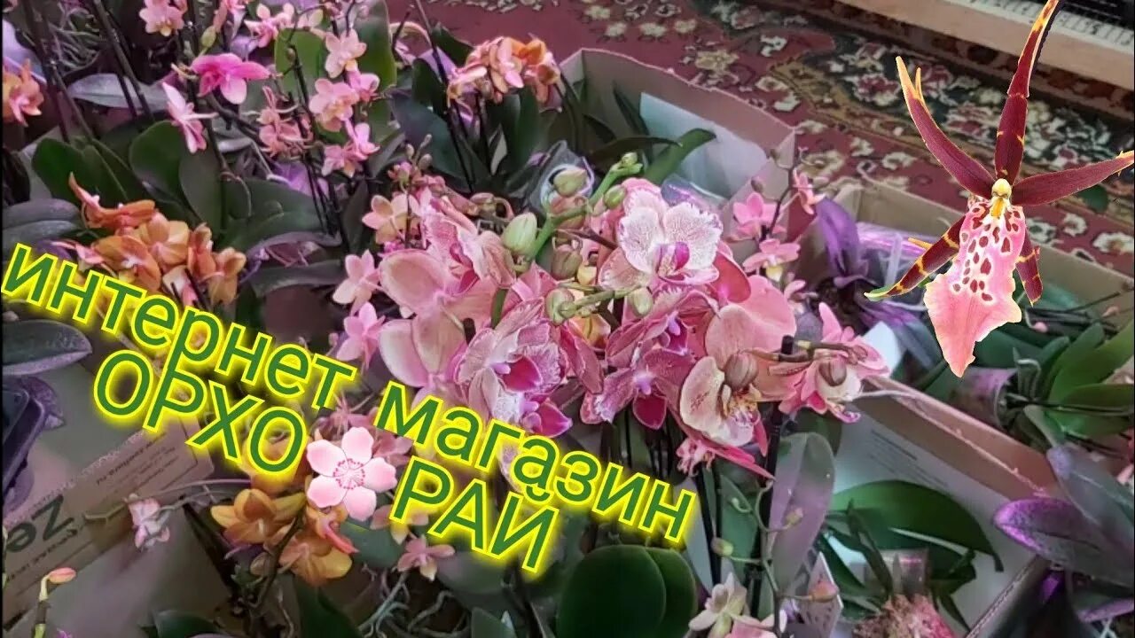 Орхорай. Орхидея орхорай. радж орхорай. орхорай в кореновске. радж орхидеи.