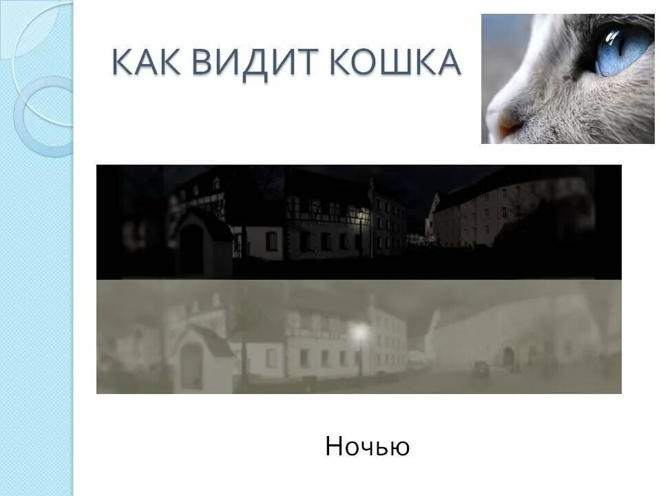 Кошки различают цвета или нет. Как видят кошки. как видишь. как видит кот. как видят мир кошки.