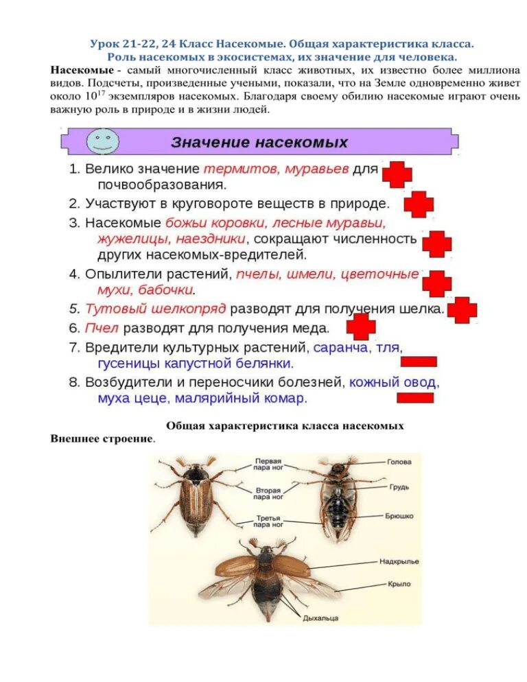 Три особенности насекомых. Класс насекомые общая характеристика. Общая характеристика насекомых 7 класс биология. Краткая характеристика класса насекомых 7 класс биология. Строение насекомых 7 класс кратко.