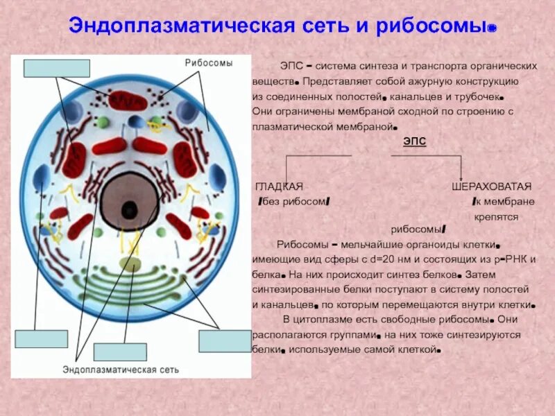 Эпс участвует в синтезе белка. Строение ЭПС животной клетки. Эндоплазматическая сеть и рибосомы. Строение ЭПС эукариотической клетки. Рисунок ЭПС клетки.