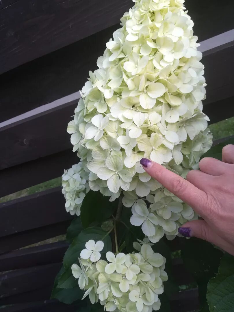 Hydrangea paniculata 'Limelight' C7.5 50-60 cm Hydrangea paniculata limelight, H