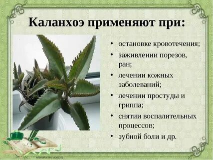 Описание цветка каланхоэ