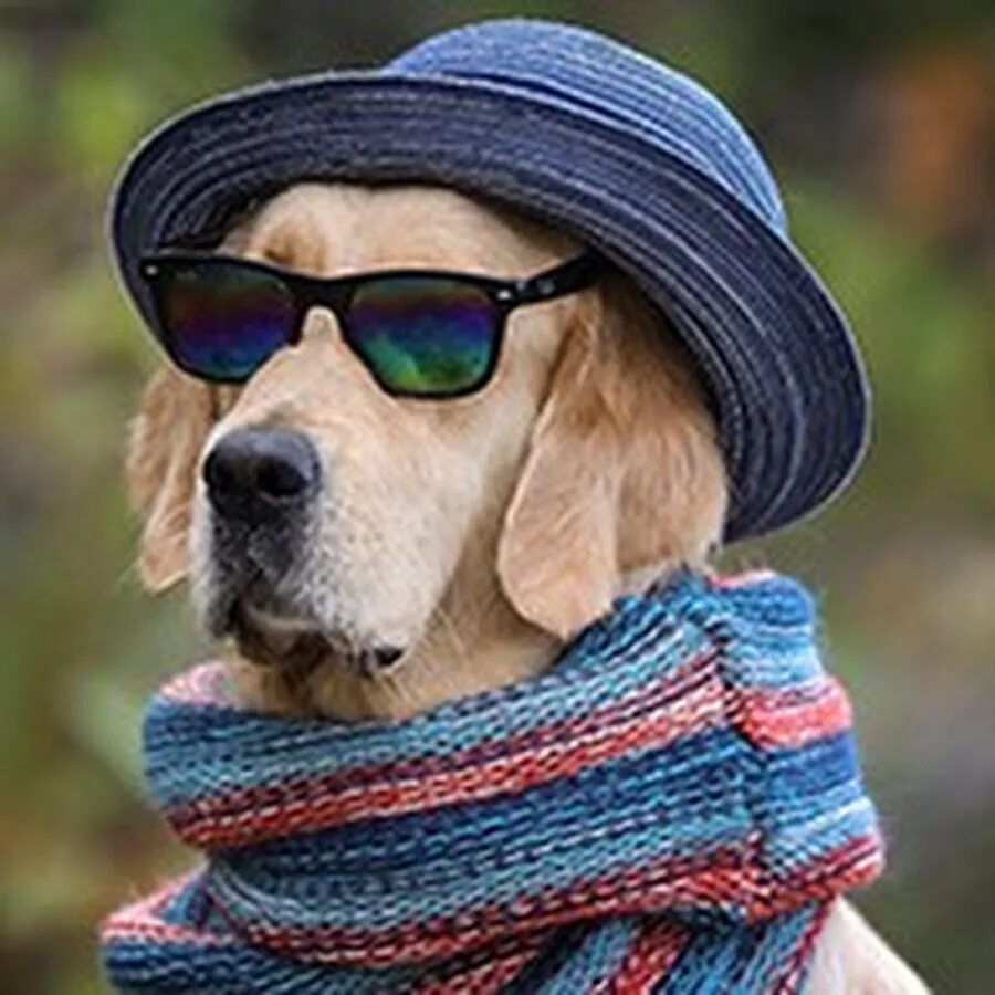 Пес шляпа. Собака в шляпе. Пес в шляпе. Шарф с собачками. Собака в шарфике.