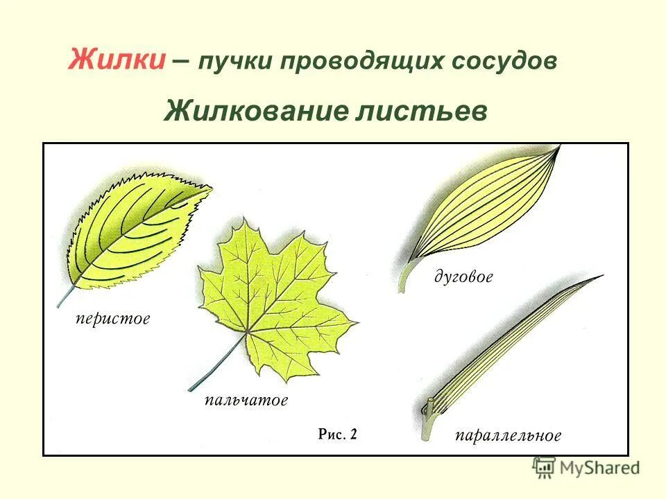 Жилкование злаковых. Жилкование листа смородины. Жилкование листьев ромашки. Перисто сетчатое жилкование листьев.