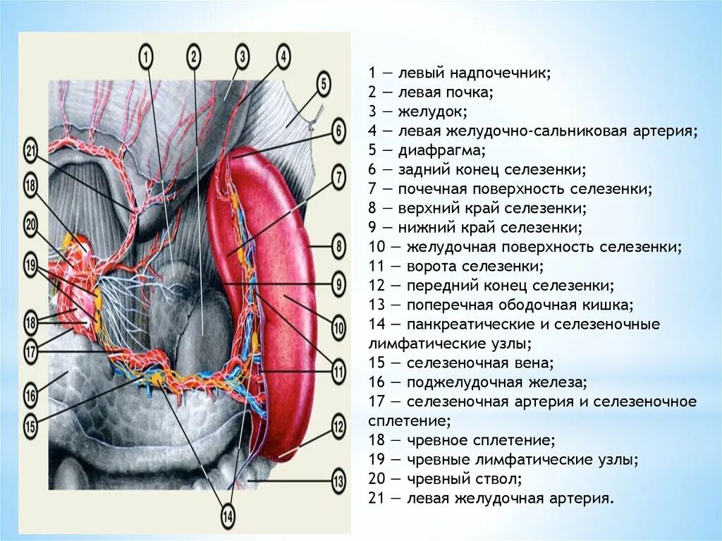 Лимфоузлы надпочечников. Селезеночно почечная связка. Левая диафрагмально-ободочная связка. Селезеночно ободочная связка. Селезеночно диафрагмальная связка.