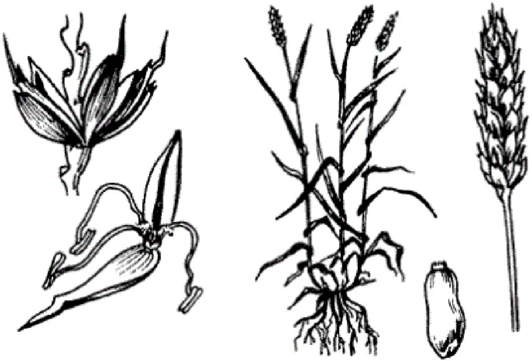 Строение околоцветника злаковых. Строение злаковых растений. Соцветие пшеницы биология. Семейство злаковые пшеница.