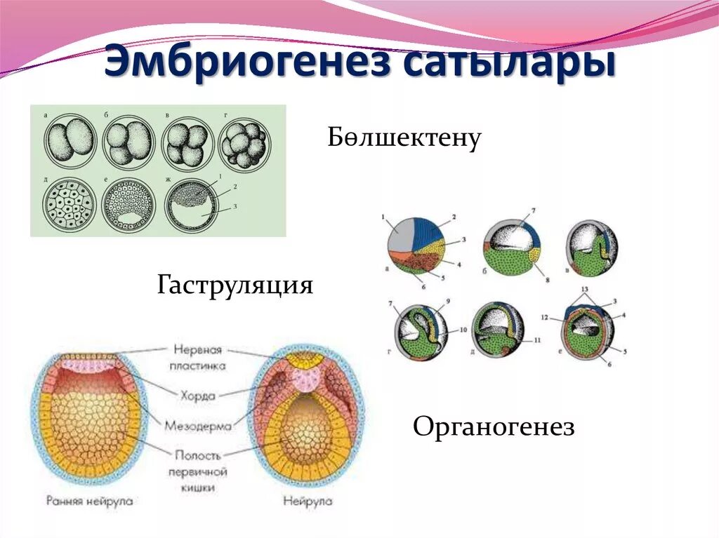 Морула-бластула-органогенез-гаструла. Зигота морула бластула гаструла нейрула. Стадии бластулы гаструлы нейрулы. Зигота бластула гаструла нейрула.