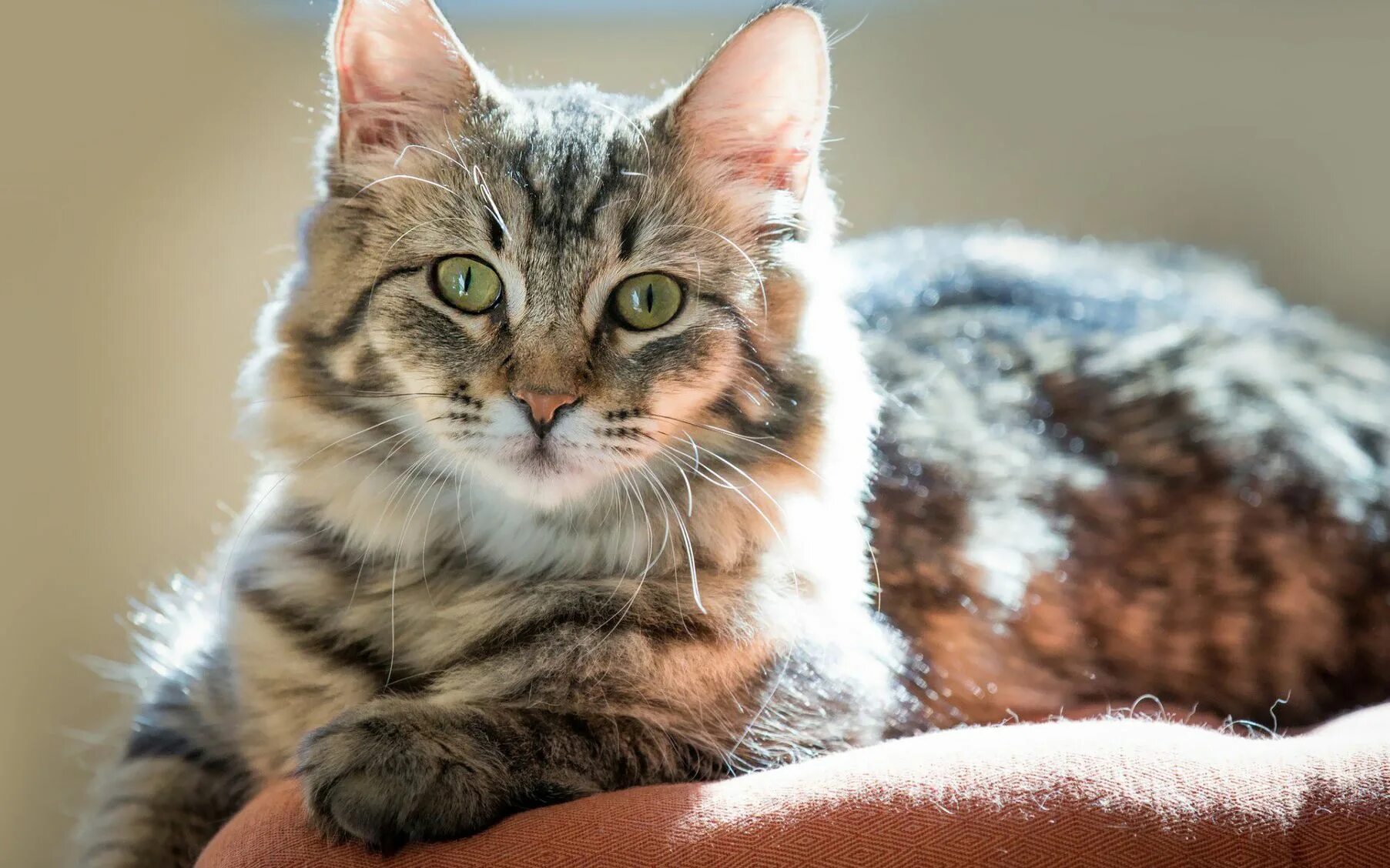 Картинки котиков. Красивые кошки. Красивый кот. Полосатая кошка. Красивые полосатые кошки.