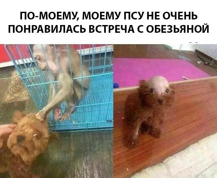 Собака с волосами мем Dog toupee Dog memes, Cute dogs, Animals