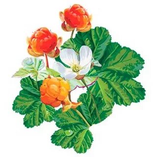 Морошка арт