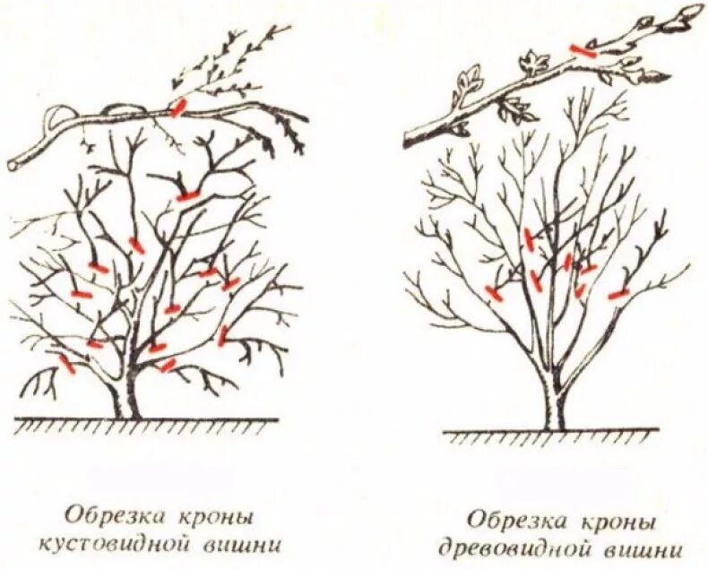 Через сколько плодоносит черешня. Обрезать вишню весной схема. Обрезка кустовидной вишни весной. Обрезка кустовой вишни весной схема. Обрезка вишни весной схема.