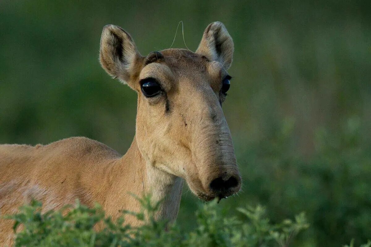 Сайгак без рогов. Калифорнийский вилорог. Обыкновенный дикдик. Сайга (сайгак). Чепрачный тапир.