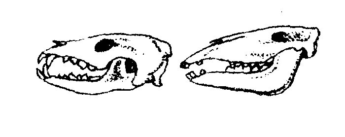 Особенности строения зубной системы парнокопытных. Зубная система хищных млекопитающих. Зубная система хищников и травоядных. Строение челюсти млекопитающих хищных. Зубная система травоядных млекопитающих.