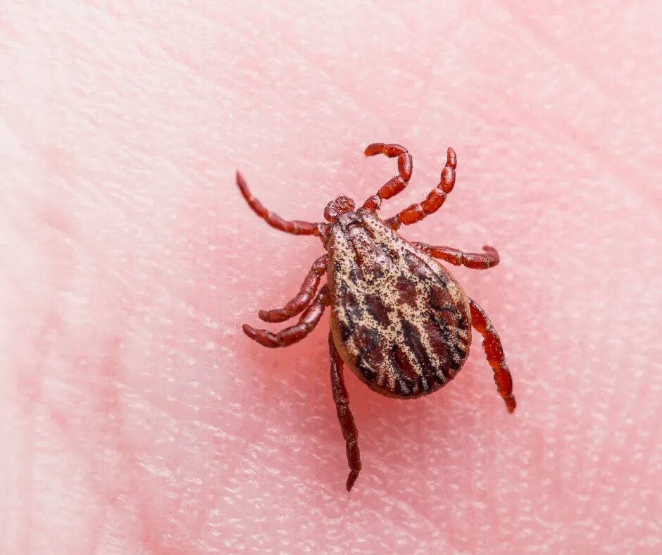 Tick bite make you allergic to