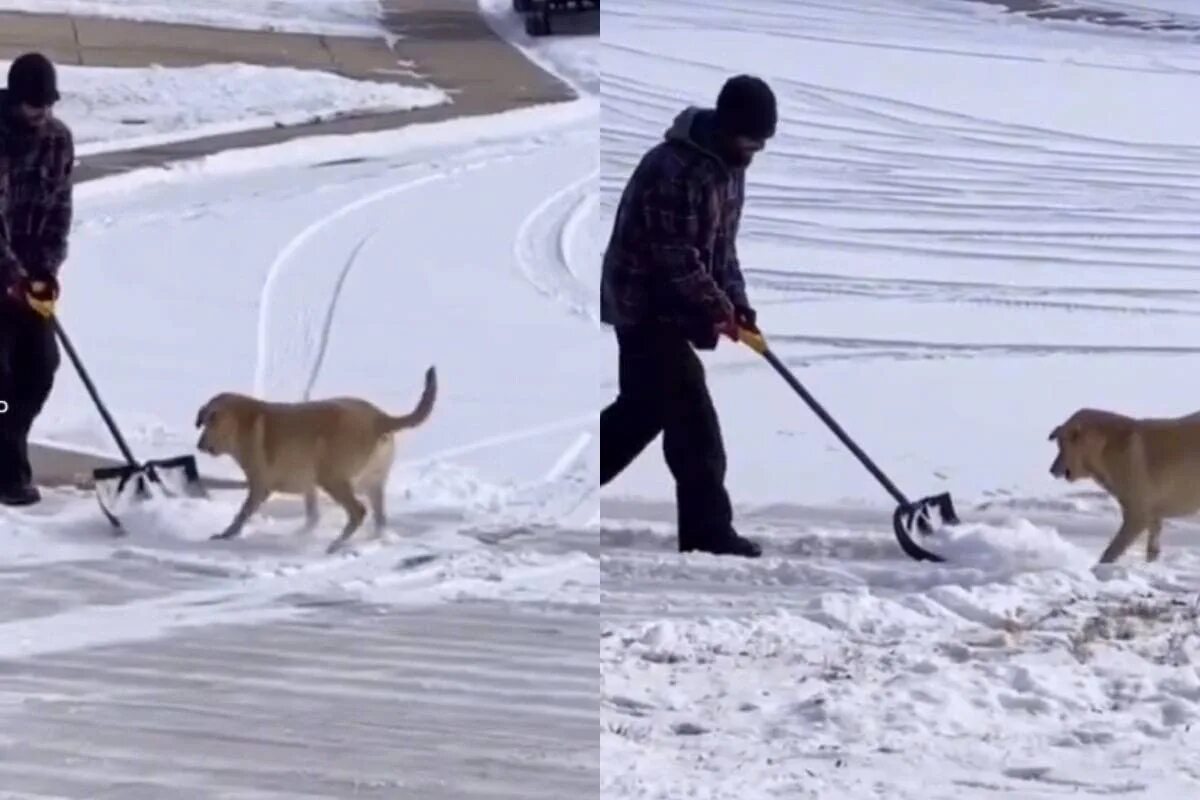 Электро собака по снегу. Опасность в снегу для собак. Розовый снег собаки