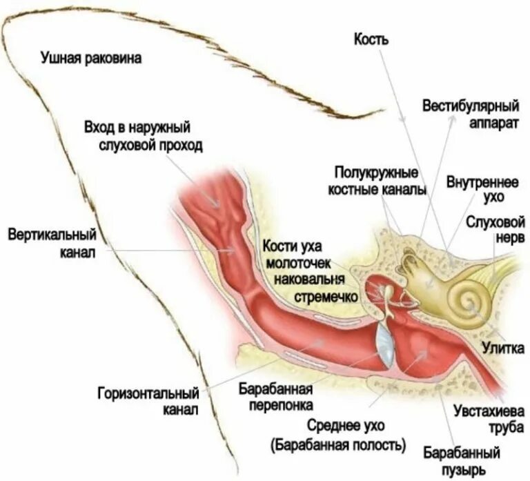 Строение наружного кошачьего уха. Строение слухового аппарата собаки. Наружный слуховой проход уха у кошек. Как устроено ухо кошки. У каких животных есть ушная раковина