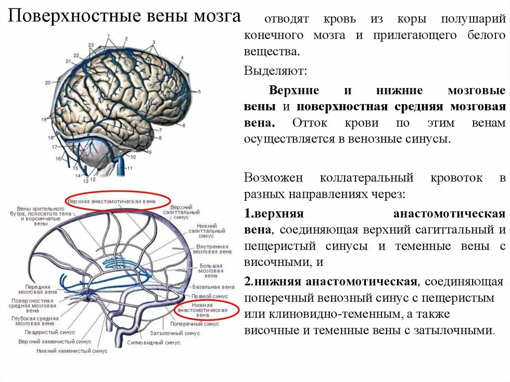 Отток головного мозга. Венозный отток головного мозга схема. Переходные вены твердой мозговой оболочки. Схема оттока венозной крови головы. Схема венозного оттока мозга.