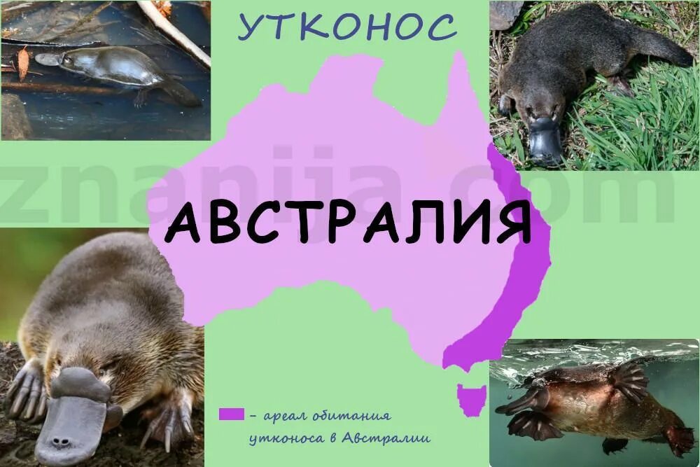 Утконос среда обитания. Где живут утконосы. Утконос живет на материке. Утконос в австралии. Примеры реликтовых растений и животных.