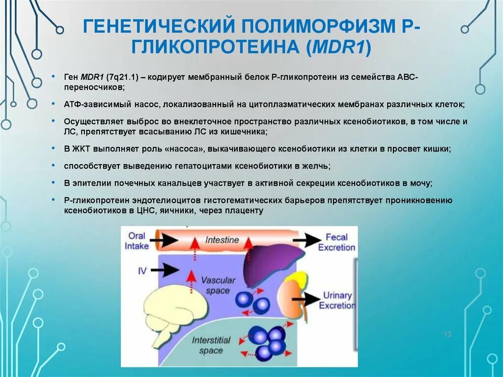 Кодирует ферменты содержит белки переносчики. Генетический полиморфизм. Полиморфизм генетика. Наследственный полиморфизм. Полиморфные варианты генов это.