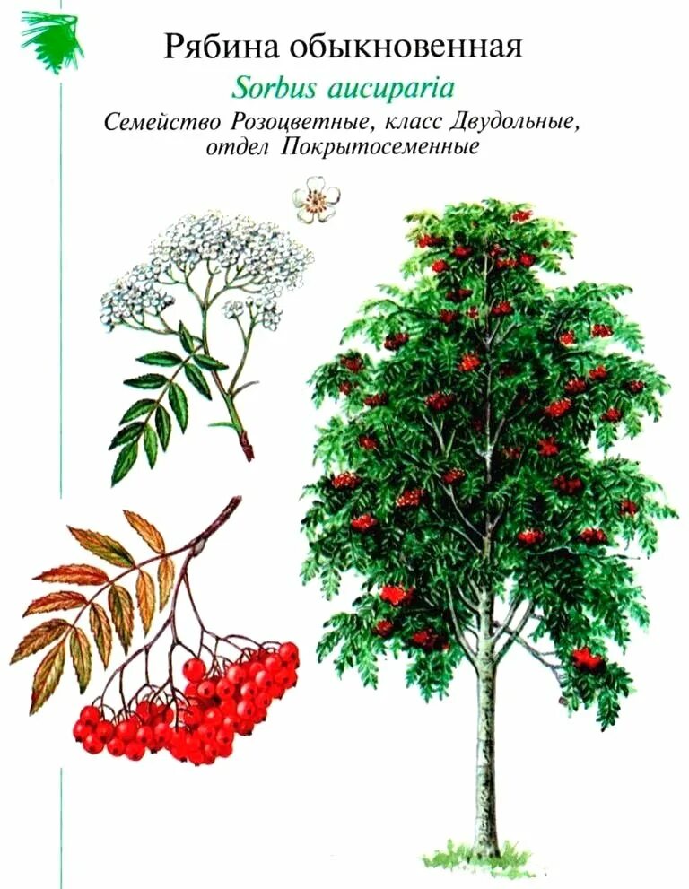 Рябина арония куст. Рябина обыкновенная ветвление. Рябина обыкновенная плоды. Карточки деревья рябина. Рябина листья плоды