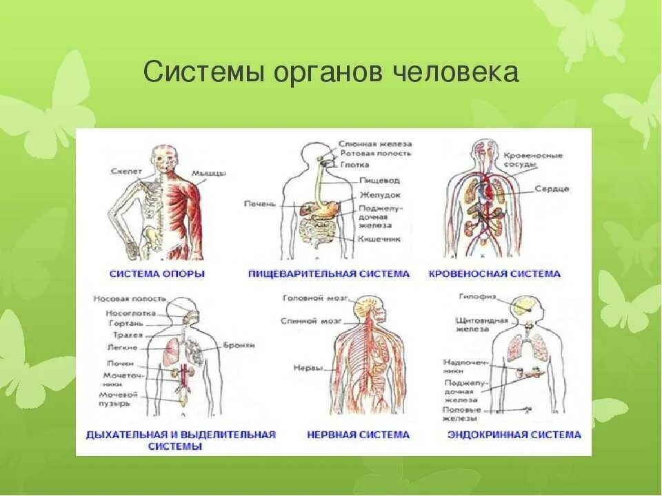 Взаимосвязь систем органов человека схема. Назовите основные системы организма человека ?. Перечислите основные системы органов. Перечислите системы органов и их функции.