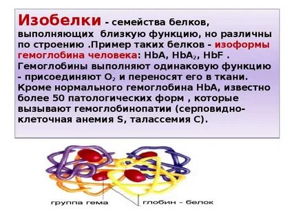 Какие белки выполняют защитную функцию гемоглобин
