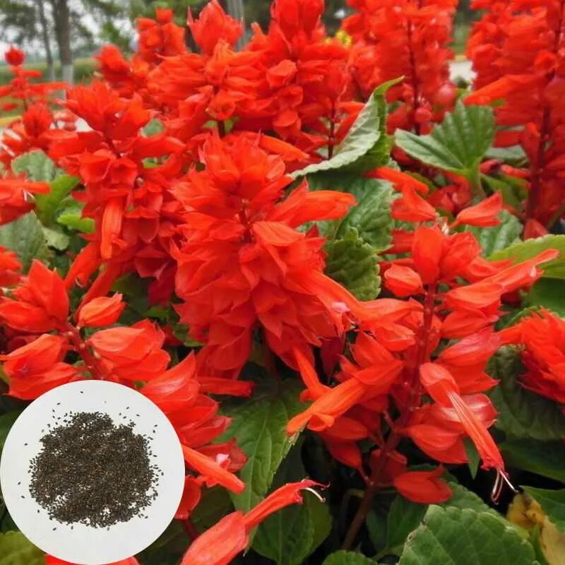 Сальвия splendens red. Сальвия сверкающая карабинер. Сальвия сверкающая пикколо. Сальвия сверкающая скарлет. Сальвия ред меджик.