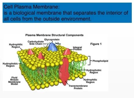 Membrane